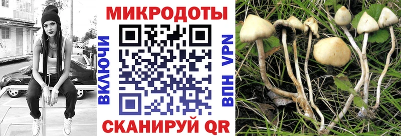 Псилоцибиновые грибы Cubensis  Пыталово 